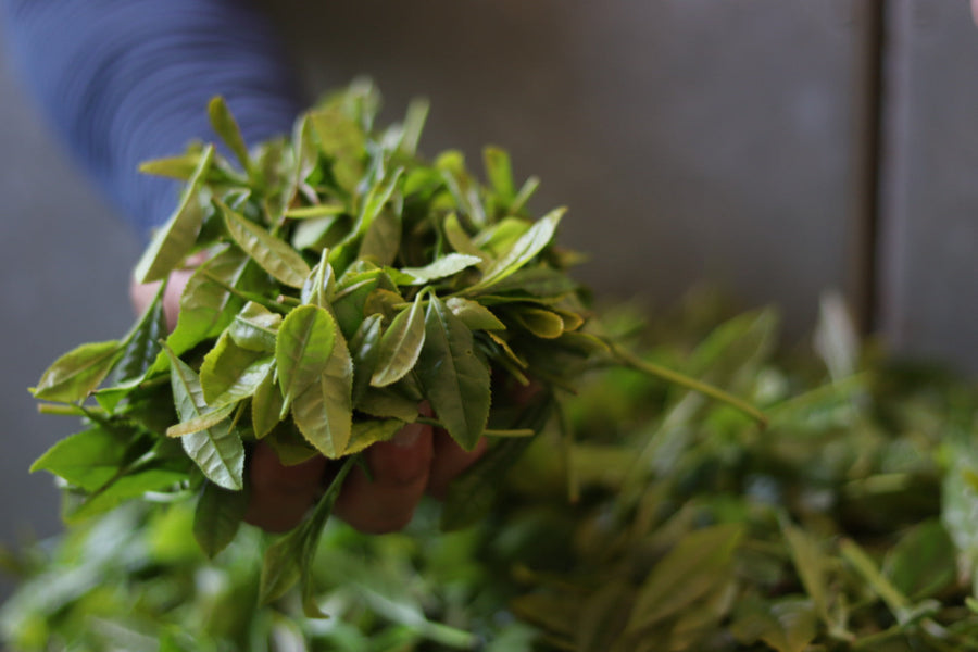 Zairai Tea and the Aroma of the Land, “Hotoro-ka”