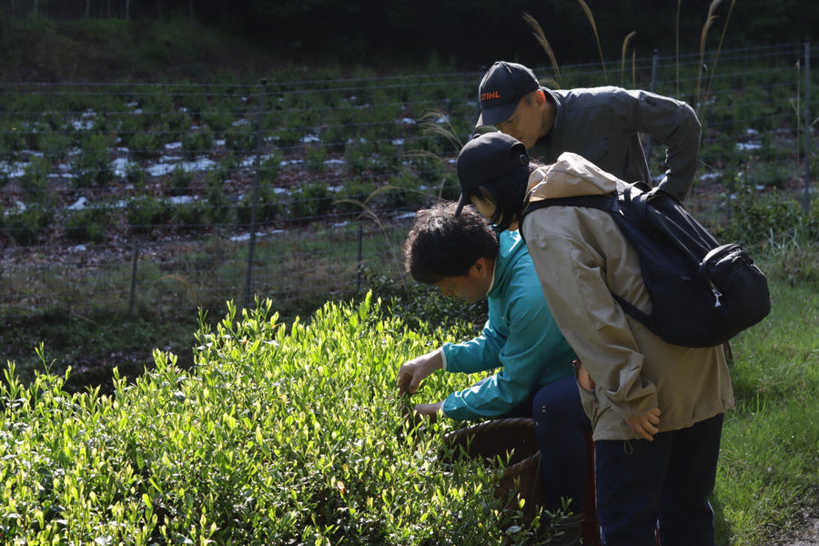 From the Tea Fields of Yuyadani — Spring Care
