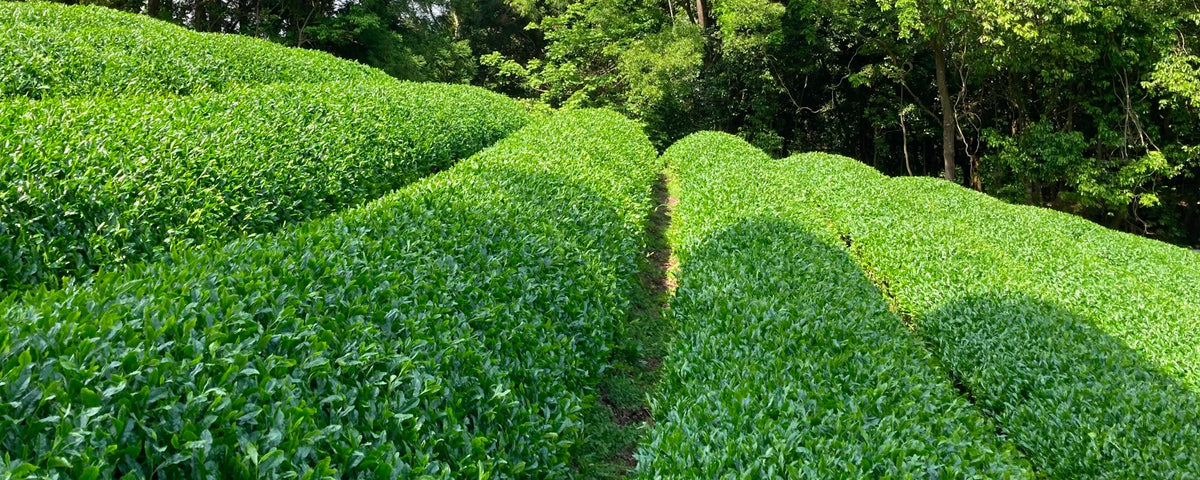 二つの園地が生む抹茶
